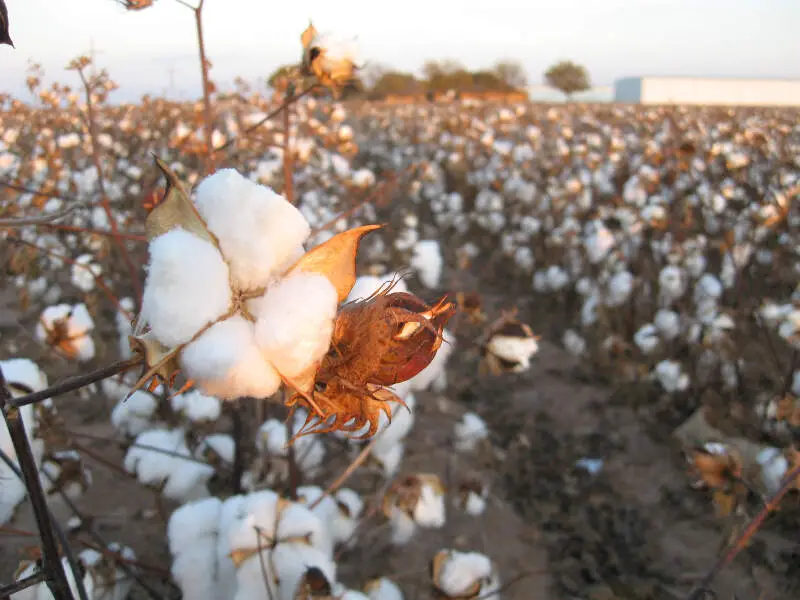 Cotton Field Kv